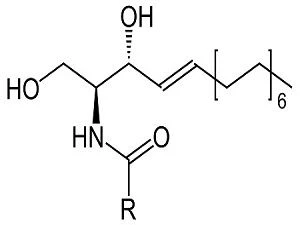 CERAMIDE 1 A Molecular formula.jpg