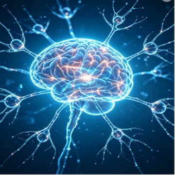 Nootropic Ingrediënten Poeder